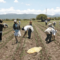 Guerra en Ucrania pegará a abasto de fertilizante en México: especialistas